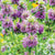 Lemon Bergamot Seeds HR1109