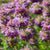 Lemon Bergamot