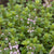 Greek