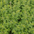 Oregano Seeds