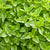 Greek Organic