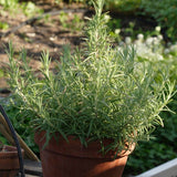 Rosemary