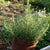 Rosemary