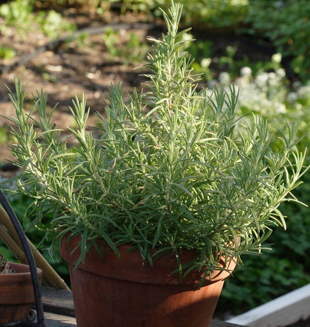 Rosemary