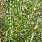 About Rosemary