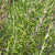About Rosemary