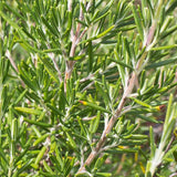 Rosemary Seeds