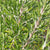 Rosemary Seeds