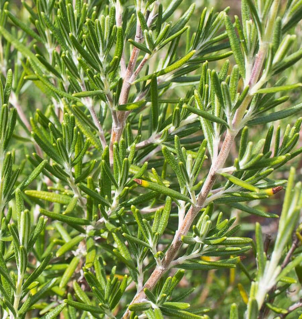Rosemary Seeds