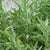Sage Organic