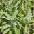 Sage Seeds