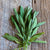 Ceres Organic