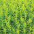 Winter Savory