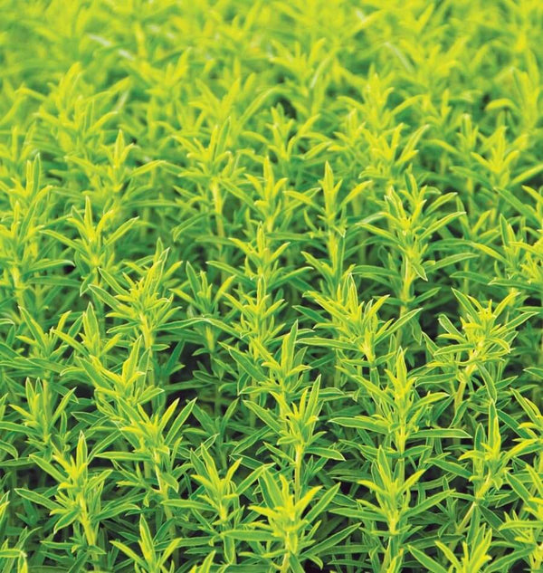 Winter Savory