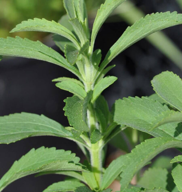 stevia sugar plant seeds Stevia Organic