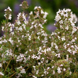 English Thyme seeds