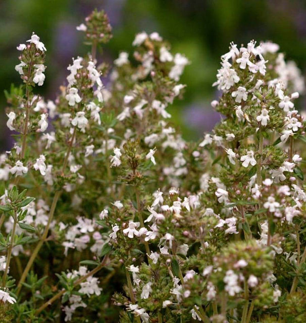 English Thyme seeds