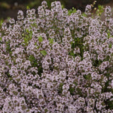 English Thyme