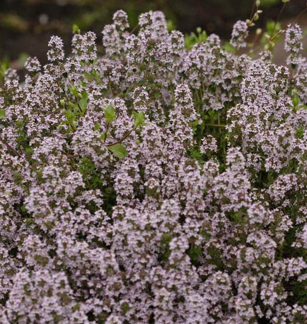 English Thyme