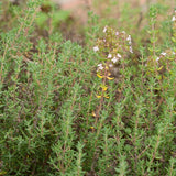 English Thyme