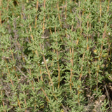 English Thyme