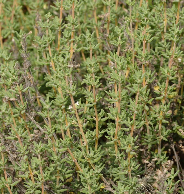 English Thyme