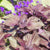 How to Grow Shiso from Seed