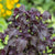 Red Perilla Shiso Seeds HR1156