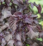 Red Perilla Shiso Seeds
