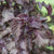 Red Perilla Shiso Seeds