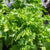 Green Perilla