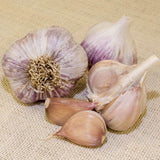 Music Garlic For Fall Planting