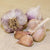 Music Garlic For Fall Planting