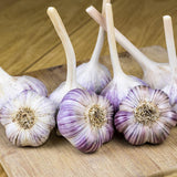 Music Garlic for Fall Planting