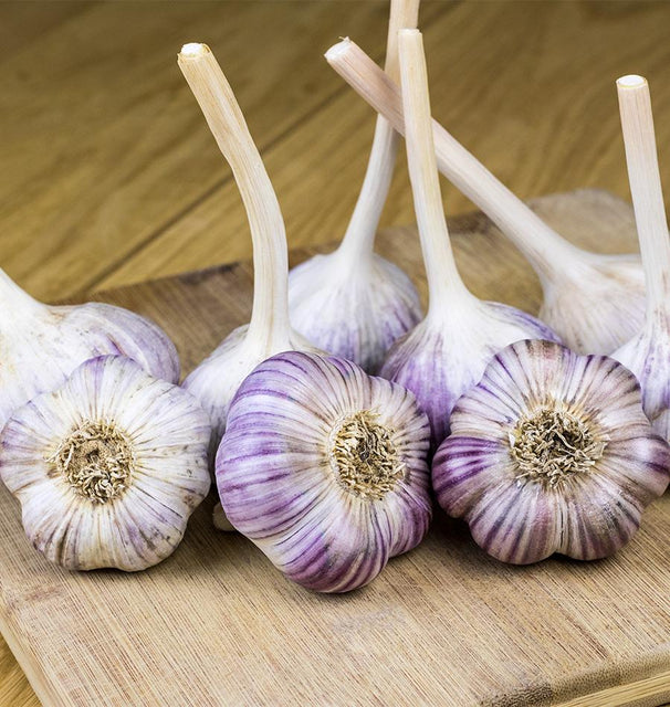 Music Garlic for Fall Planting