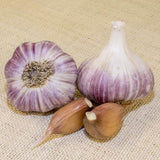 Red Russian Garlic for Fall Planting