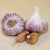 Red Russian Garlic for Fall Planting