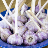 Red Russian Garlic for Fall Planting