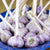 Red Russian Garlic for Fall Planting