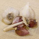 Yugoslavian Garlic for Fall Planting