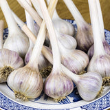 Yugoslavian Garlic for Fall Planting