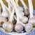 Yugoslavian Garlic for Fall Planting