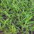 Lemongrass