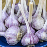 Chesnock Red Garlic for Fall Planting