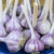 Chesnock Red Garlic for Fall Planting