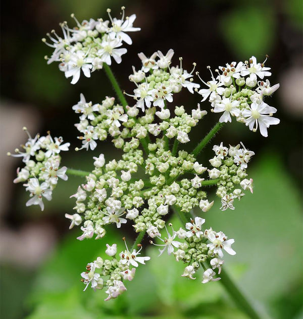Caraway Seeds