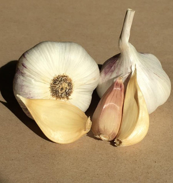 Italian Softneck Organic Garlic
