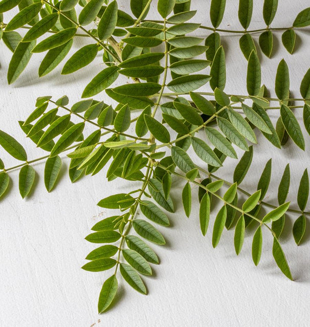 plant with liquorice flavoured seeds Liquorice Seeds for Organic Growing