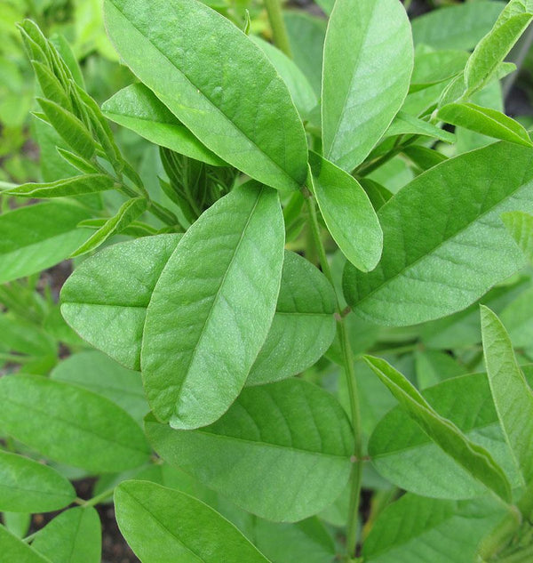 liquorice plant seeds Liquorice Seeds for Organic Growing