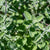 Za'atar Oregano Organic